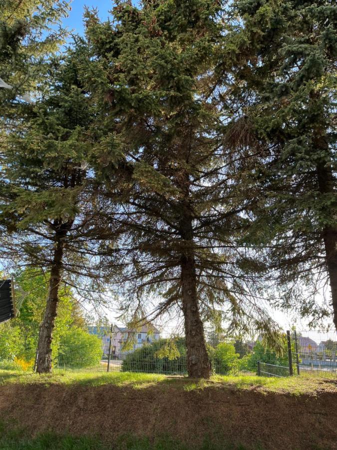 Apartament Pod Swierkiem Jastrzębia Góra Exteriör bild